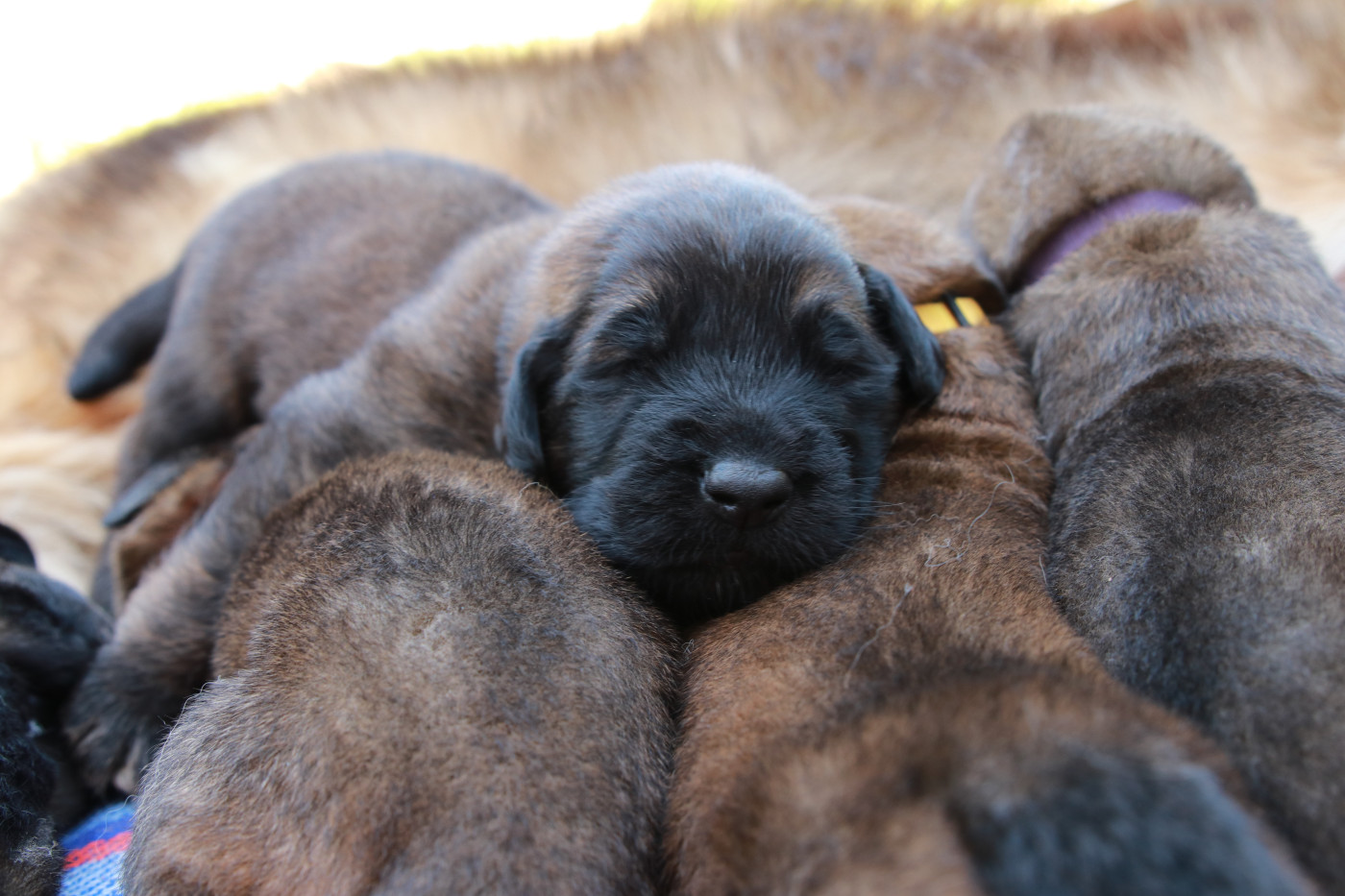 Chiot Leonberger De La Rose Et De La Vigne