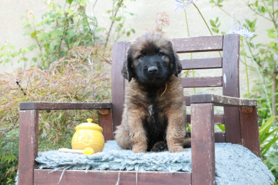 Bayard
